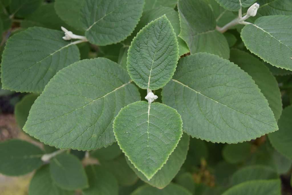 Viburnum carlesii 'Aurora' 80-100 cm